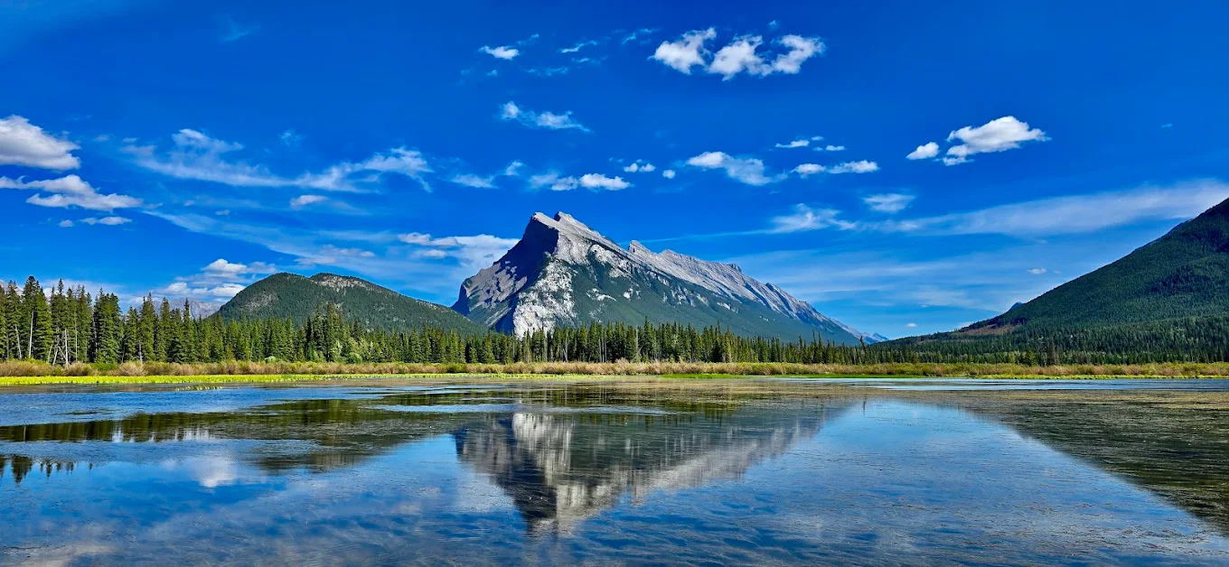 Bright blue-sky view of Mount Rundle reflected in the wetlands of Vermilion Lakes
