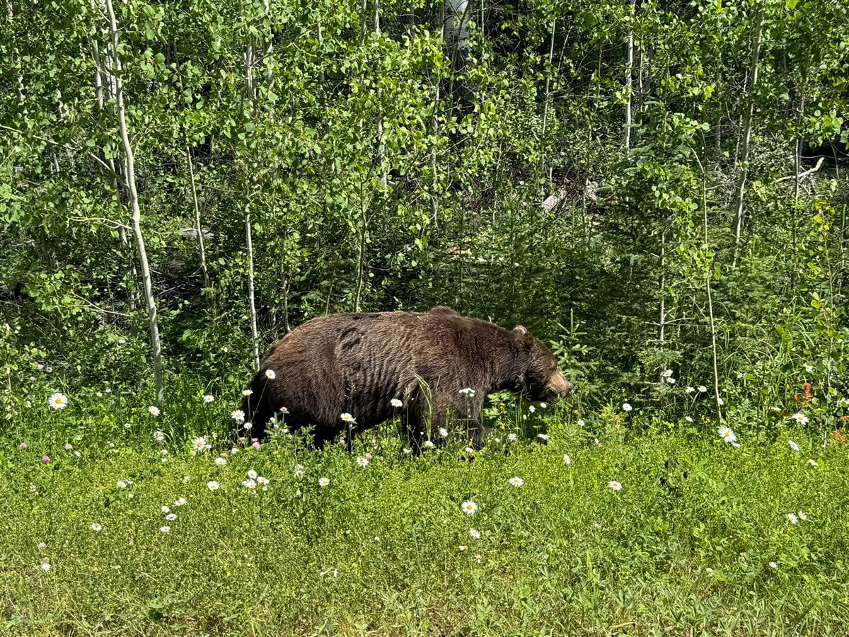 A brown-coated bear walking through roadside wildflowers at the edge of an aspen forest along Highway 1A