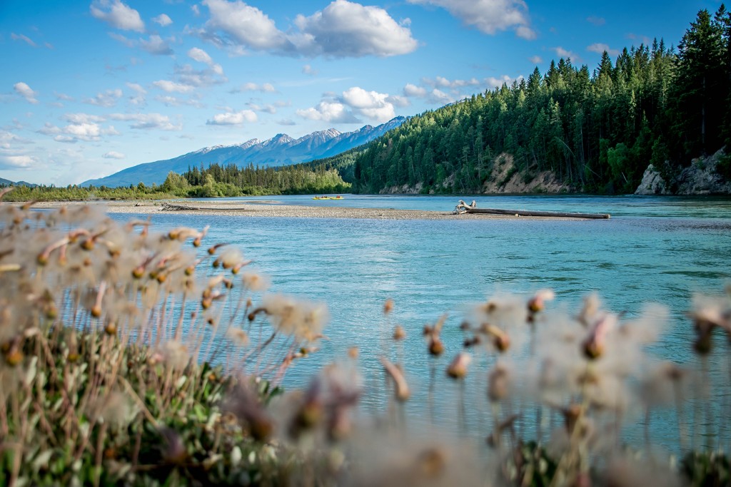 The Columbia River near Golden, BC, with forested banks and the Rocky Mountains on a summer day