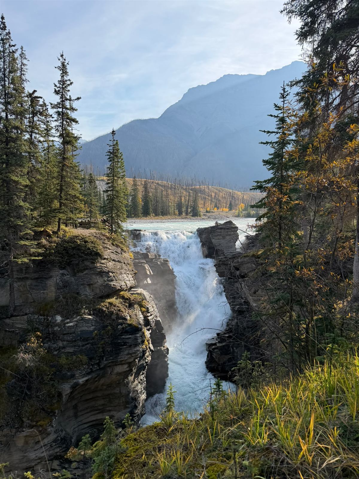 Athabasca Falls dropping into a narrow canyon framed by evergreen trees and a mountain