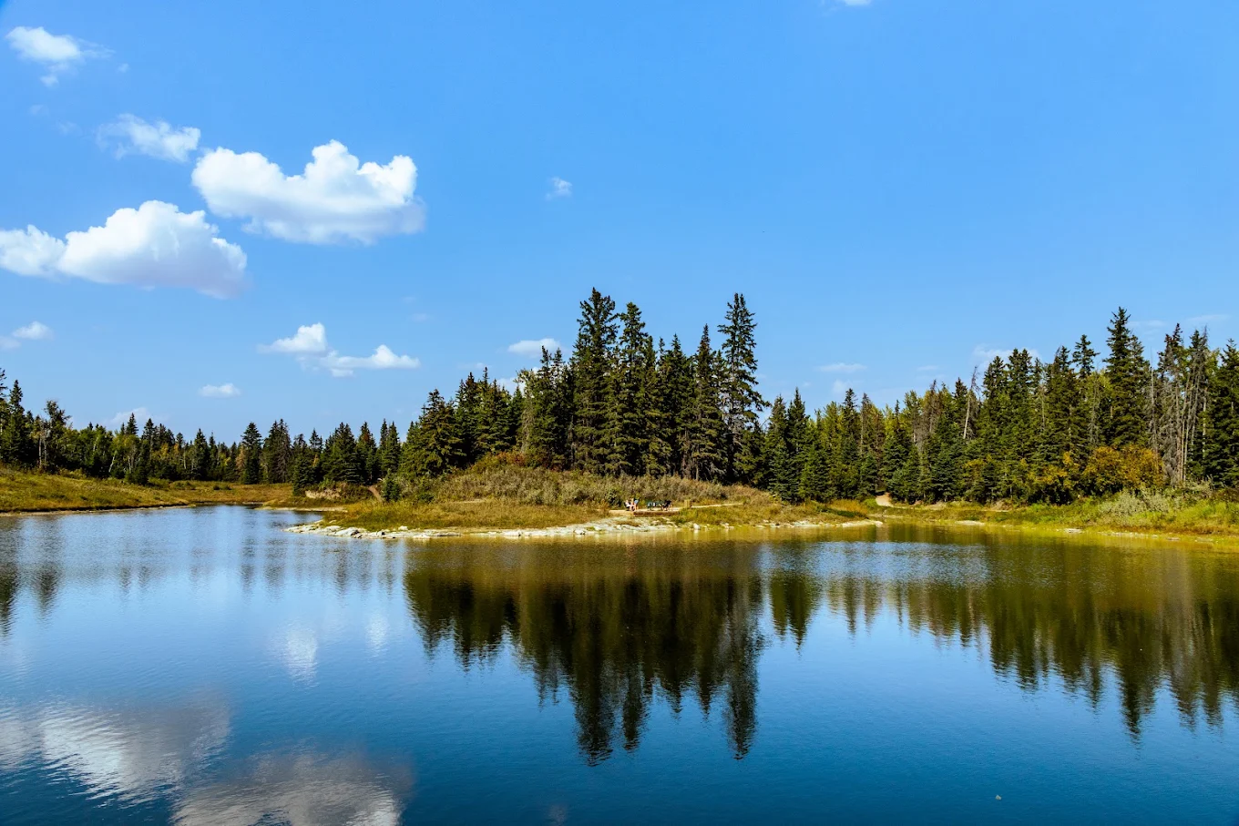 Spruce trees reflected in a still lake in the Red Deer river valley